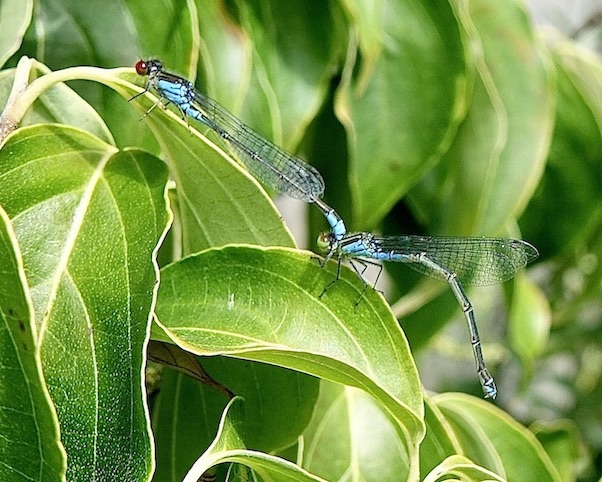 small red-eyed damselfly